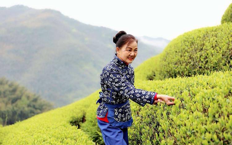 采茶女的春天2台湾