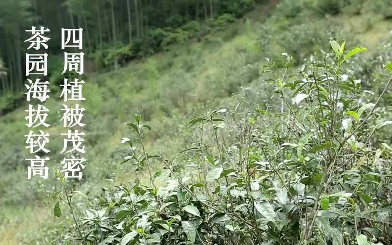 正山小种产地原产地是哪里呀