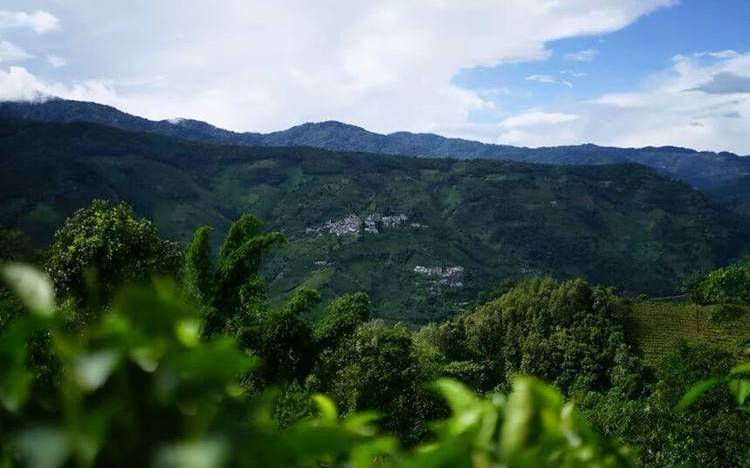 临沧茶区有哪些山头