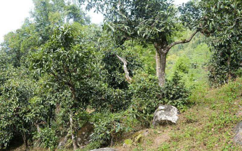 勐宋那卡茶山在哪里（丰沙里古树茶价格）