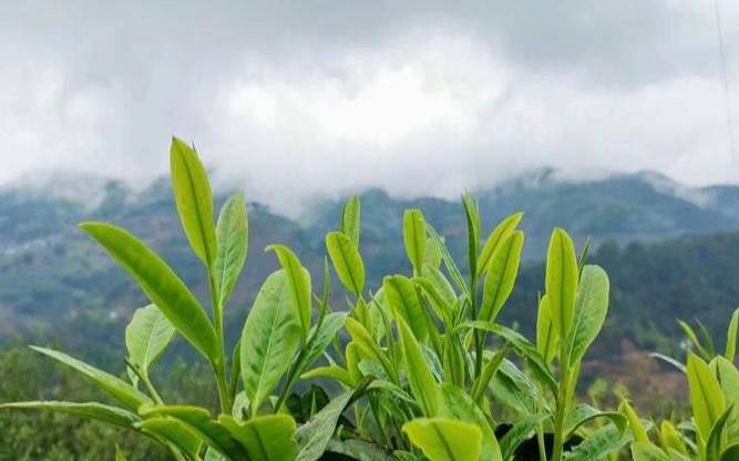 临沧南美古树茶的特点,临沧茶叶价格一览表