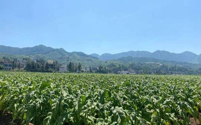 烟叶和茶叶泡水（烟叶加盐水的功效）