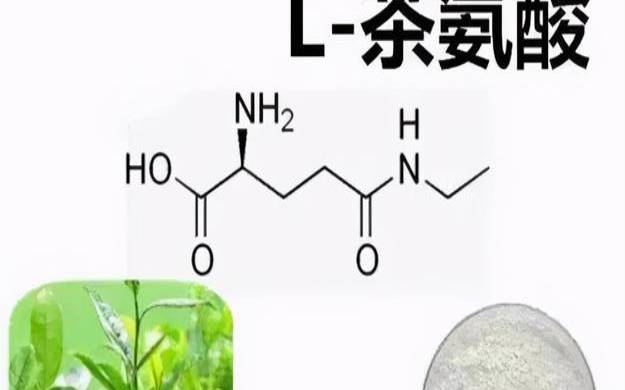 茶叶中的氨基酸起什么作用,什么茶叶含氨基酸最多