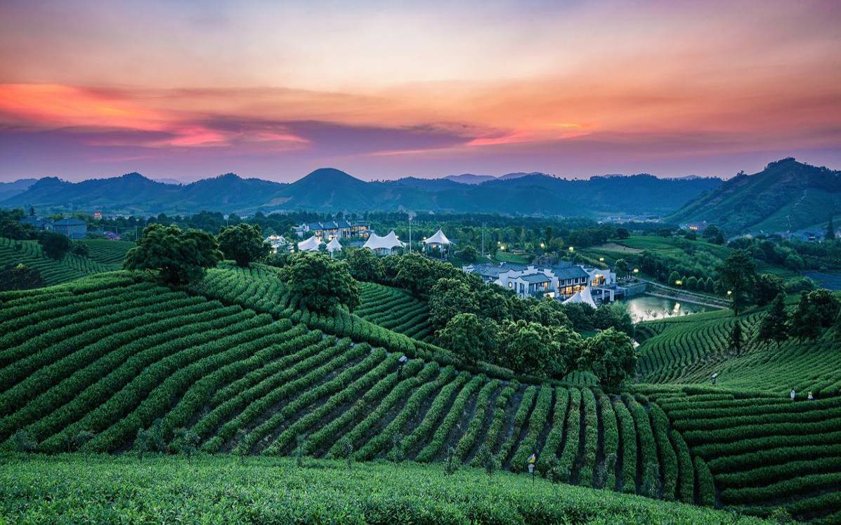 我国产茶量最大的茶区是（世界上茶叶产量最大的国家）