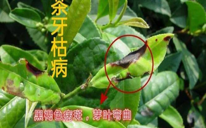 茶叶储存如何防虫,茶叶虫害图像大全