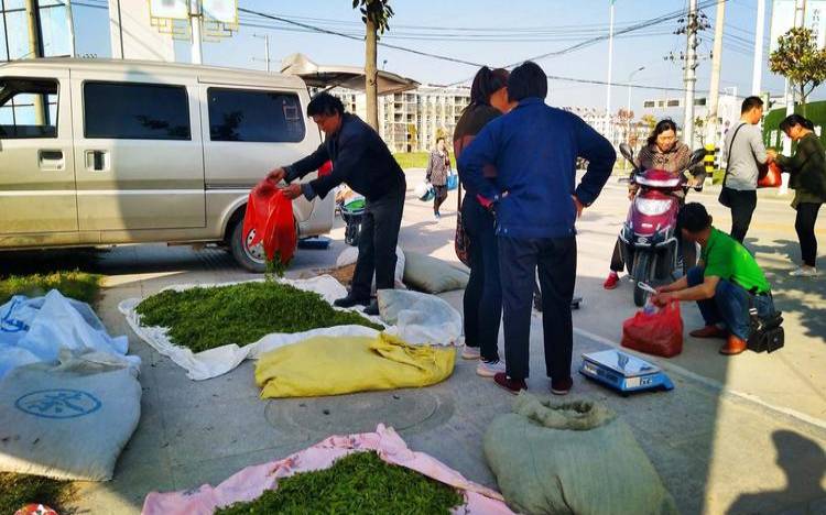 武汉哪里有收购茶叶的（全国上门回收茶叶）