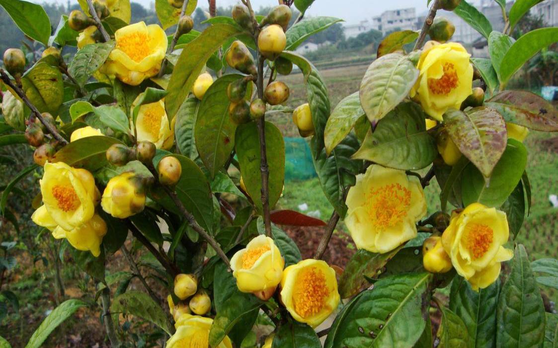 金花茶叶茶功效（金花茶叶子的药用价值）