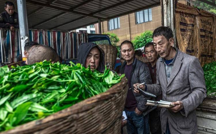 中卫市木材批发市场,雅安名山茶叶批发市场