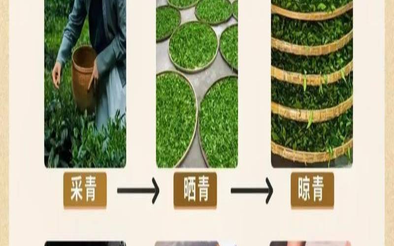 茶叶制作流程视频,茶叶的制作流程五个步骤