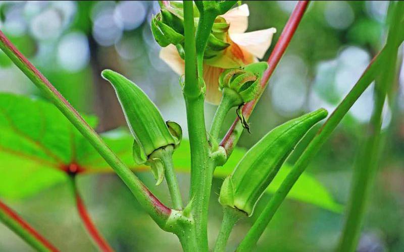 金花葵孕妇可以用吗,黄秋葵花茶的功效与作用