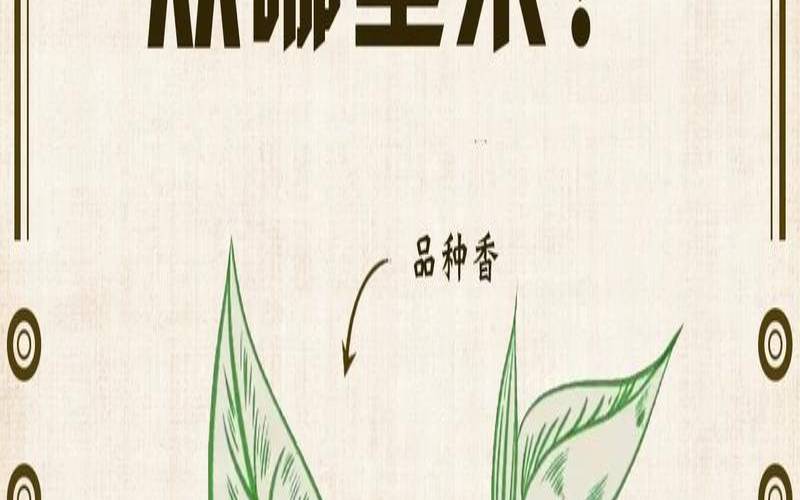 茶叶香气是怎样制作出来的,怎么判断茶叶添加香精