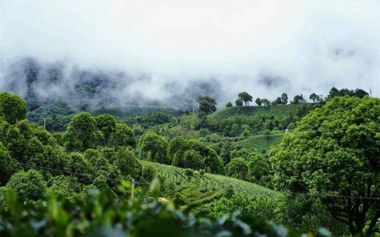 云南茶叶最好的地方,云南哪里产茶叶最好