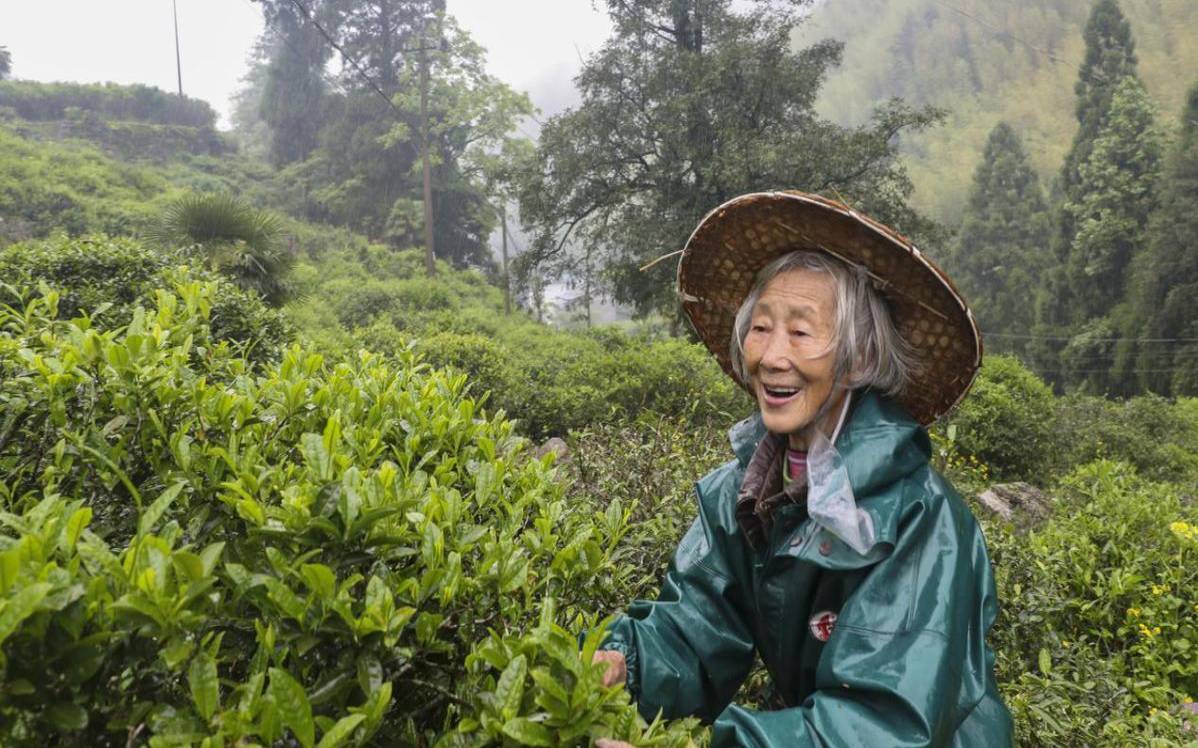 武夷山绿茶有哪些品种,武夷山制茶大师排行榜