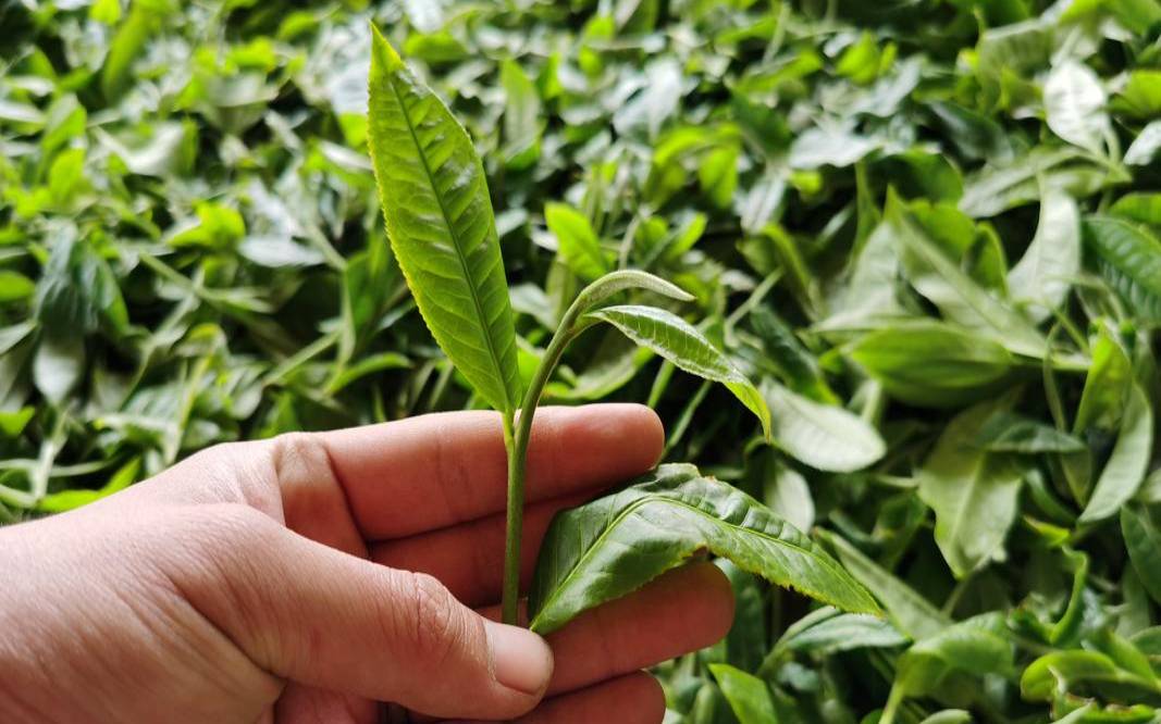 普洱茶采摘茶叶的最佳时间,普洱茶的效果