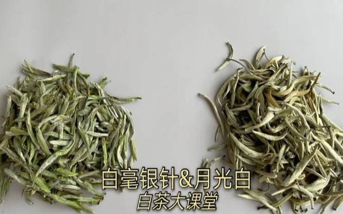 月光白普洱茶价格多少钱,月光白和白毫银针区别